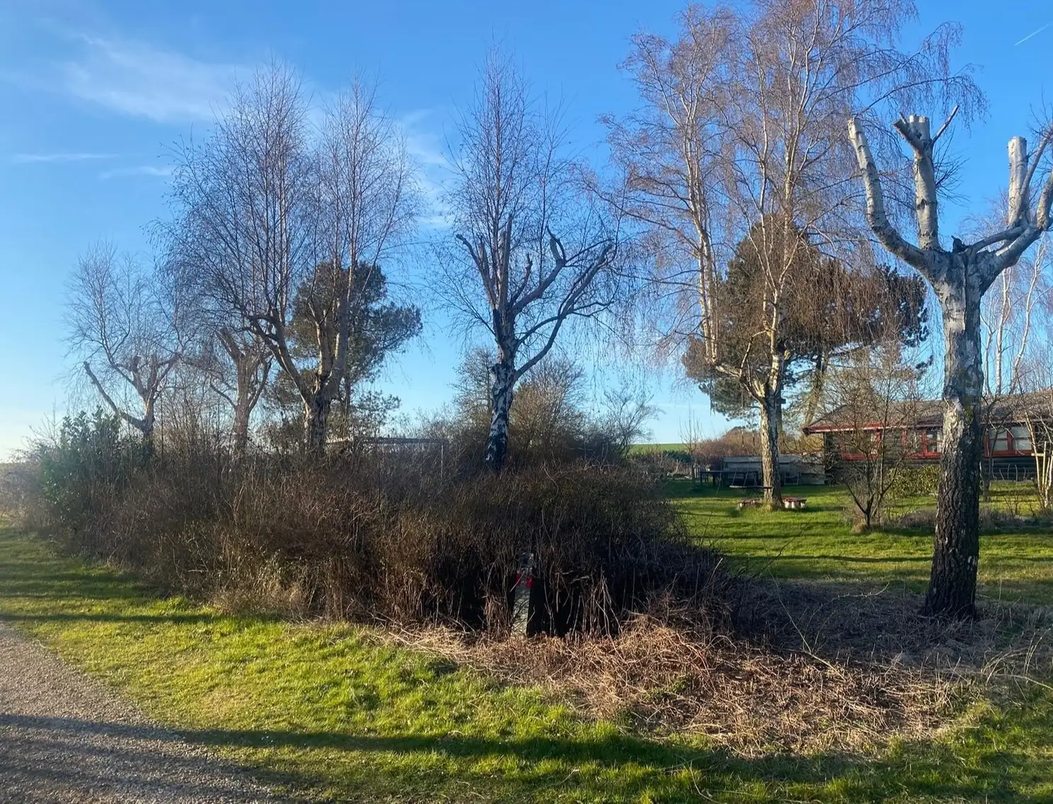 Træer og buske under rydning